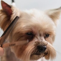 Strona główna dog, grooming, professional, haircut, nature, animal, pet care, pet, canine, dog haircut, domestic animal